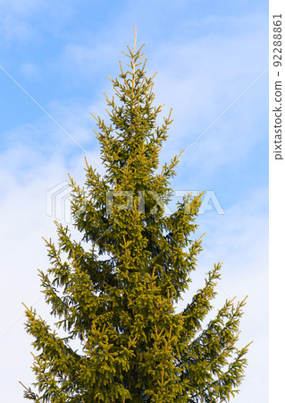 Green spruce tree is under blue sky background, natural photo 92288861
