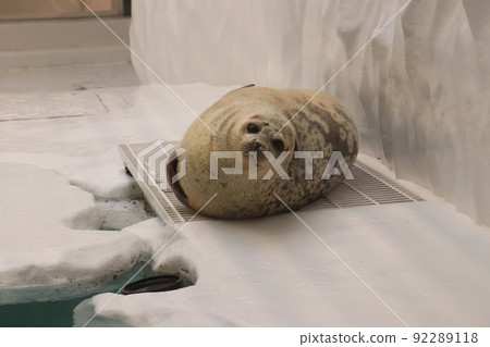 Ringed seal lying down and staring at us 92289118