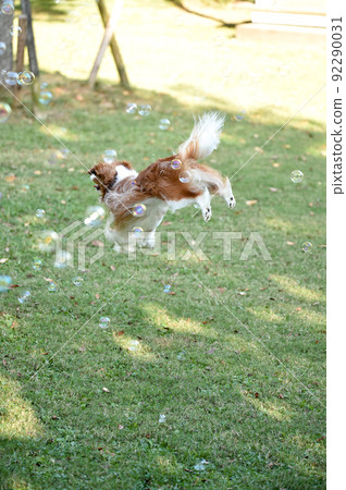 Cavalier playing with soap bubbles in a dog run 92290031