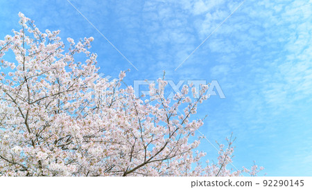 春天的天空映襯下盛開的美麗櫻花 “木山城跡” 賞花景點和旅遊景點 92290145