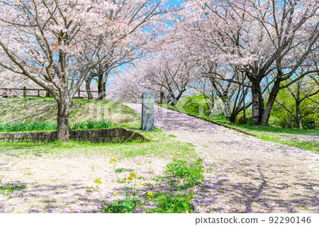 Beautiful cherry blossoms in full bloom against the backdrop of the spring sky "Kiyama Castle Ruins" Cherry-blossom viewing spots and tourist attractions Beautiful cherry blossoms in full bloom against the backdrop of the spring sky "Kiyama Castle Ruins" Cherry-blossom viewing spots and tourist attractions 92290146