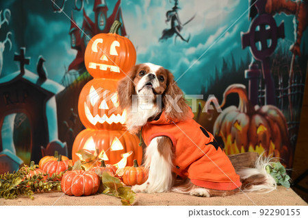 Cavalier recommended for Halloween set Cavalier recommended for Halloween set 92290155