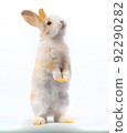 Three-colored new-born rabbit standing and looking at the top. Studio shot, isolated on white background 92290282