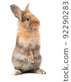 Brown or Three-colored new-born rabbit standing and looking at the top. Studio shot, isolated on white background with clipping path 92290283