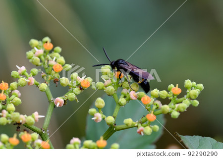 Kobi bee Kobi bee 92290290