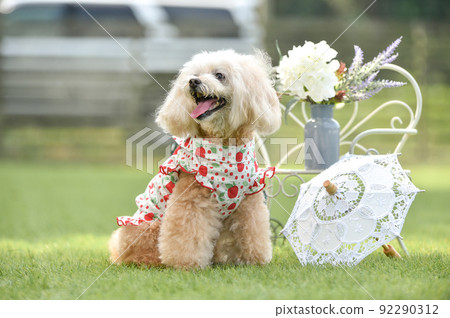 Toy poodle recommended in nature 92290312