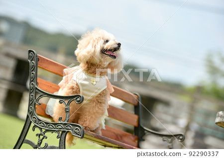 Toy poodle recommended in nature 92290337