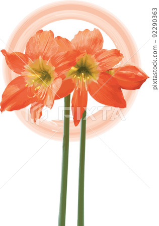 Orange Amaryllis flower blooms on circle background. 92290363