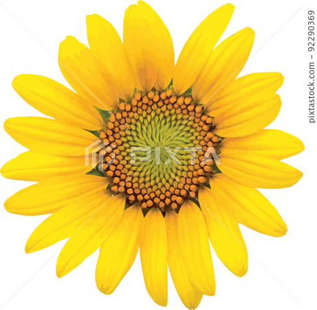 Abstract of sunflower on white background. - Stock Illustration ...