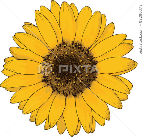 Abstract of sunflower on white background. - Stock Illustration ...
