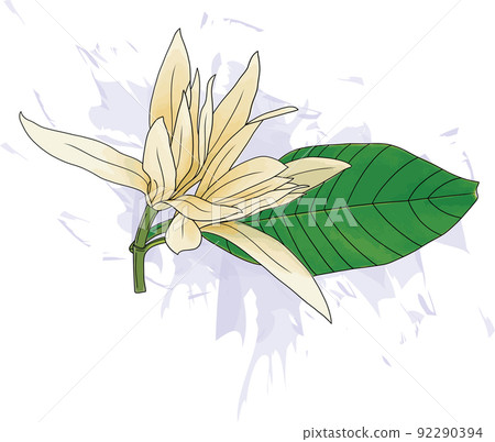 Abstract of Champaka flower are blooming with color splashed background. 92290394