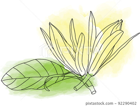 Abstract line of Champaka flower are blooming with color paint on white background. 92290402