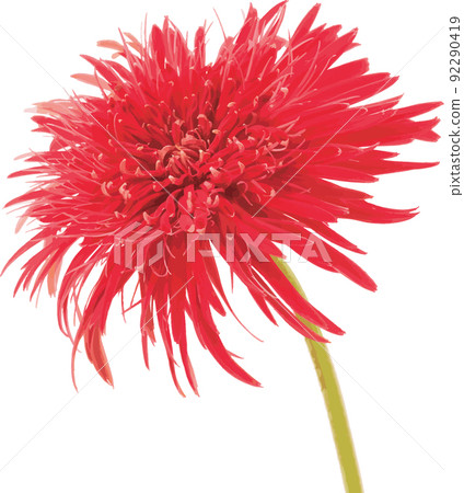 Abstract of Red Gerbera daisy flower on white background. 92290419