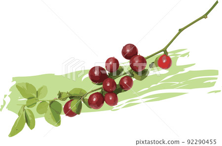 Abstract of Myrtle lime, Limeberry on branch with leaf on white background. 92290455