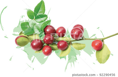 Abstract of Myrtle lime, Limeberry on branch with leaf on color splashed background Abstract of Myrtle lime, Limeberry on branch with leaf on color splashed background 92290456