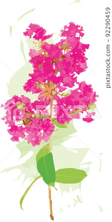 Abstract of Crape Myrtle Flowers on white background. Abstract of Crape Myrtle Flowers on white background. 92290459
