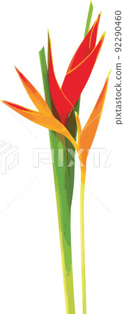 Abstract of red and yellow Heliconia flower blooming on white background. 92290460