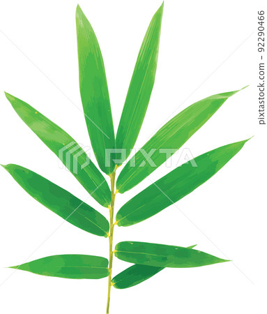 Abstract of Green bamboo leaves on a white background 92290466