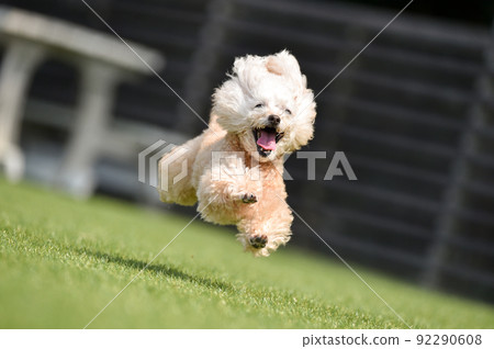 使用與狗奔跑的玩具獅子狗 92290608