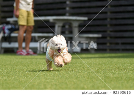 使用與狗奔跑的玩具獅子狗 92290616