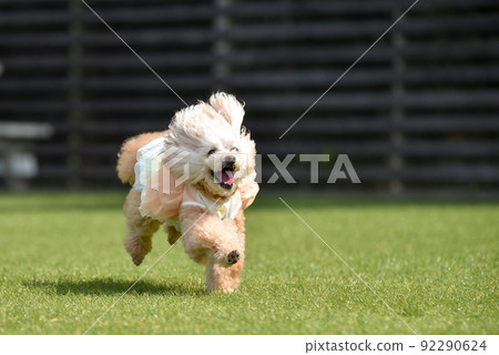 使用與狗奔跑的玩具獅子狗 92290624