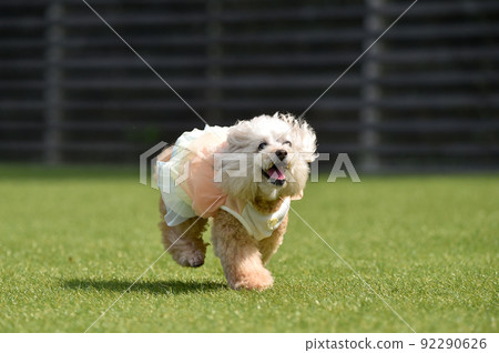 使用與狗奔跑的玩具獅子狗 92290626