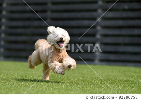 使用與狗奔跑的玩具獅子狗 使用與狗奔跑的玩具獅子狗 92290755