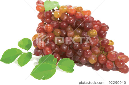 Abstract of red grape on white background. Abstract of red grape on white background. 92290940