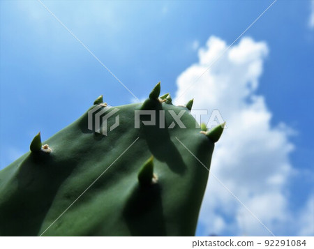 輪仙人掌 輪仙人掌 92291084