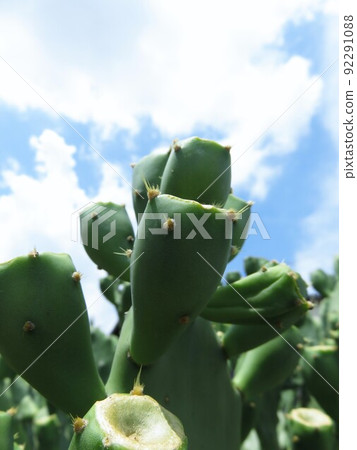 Wheel cactus 92291088