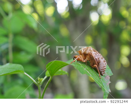 Cicada shells on leaves 92291244