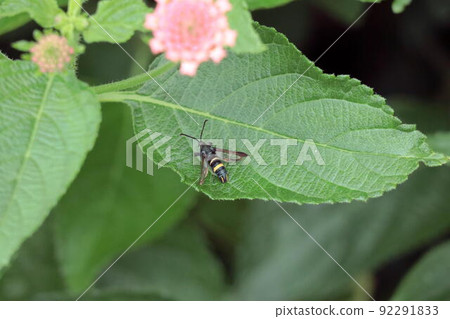 Himeatosukashiba staying on the leaves of Lantana 92291833