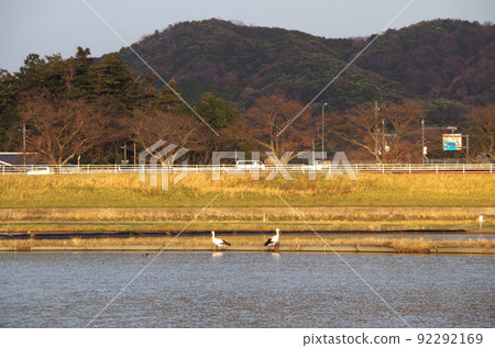傍晚鸛鳥飛向稻田的場景……島根縣安木市：陽光明媚 92292169