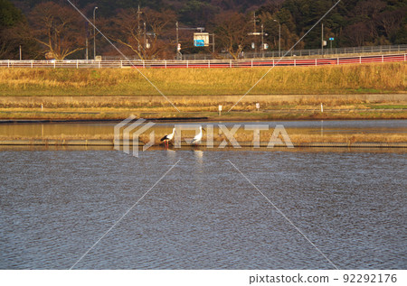 A scene of storks flying to the rice fields in the evening ... Yasugi City, Shimane Prefecture: Sunny 92292176