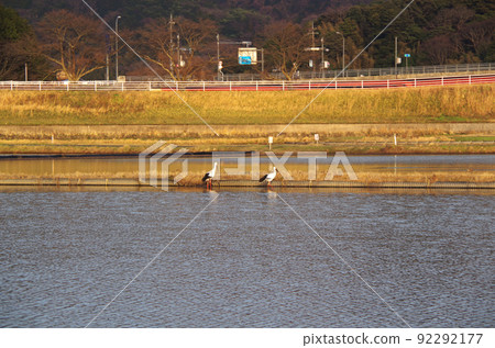 A scene of storks flying to the rice fields in the evening ... Yasugi City, Shimane Prefecture: Sunny A scene of storks flying to the rice fields in the evening ... Yasugi City, Shimane Prefecture: Sunny 92292177