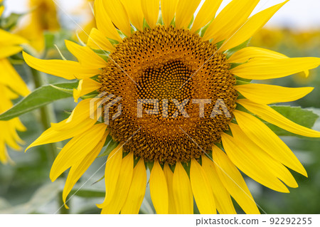 Sunflower field Sunflower field 92292255