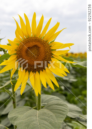 Sunflower field 92292256