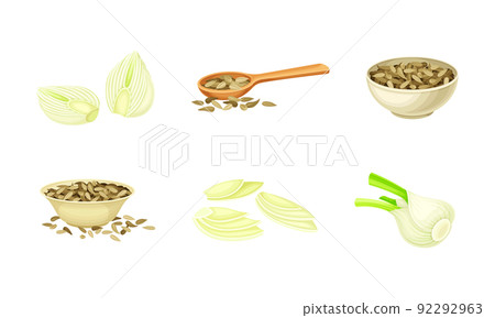 Fresh fennel plant set. Perennial spice herb root and dried seeds vector illustration Fresh fennel plant set. Perennial spice herb root and dried seeds vector illustration 92292963