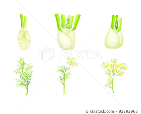 Fresh fennel plant set. Perennial herb with bulb, yellow flowers, feathery leaves vector illustration 92292968