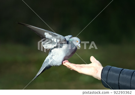 Close up of a Feral pigeon perched on a hand in a park 92293362