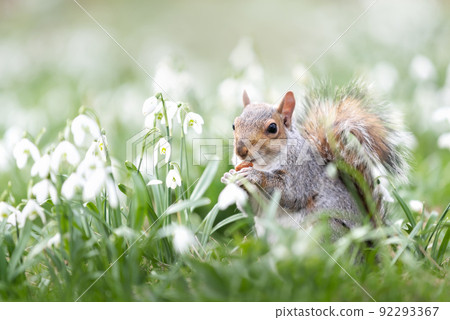 Close-up of a Grey Squirrel eating nut in snowdrops 92293367