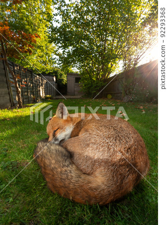 Close up of a red fox sleeping on grass at sunset Close up of a red fox sleeping on grass at sunset 92293368