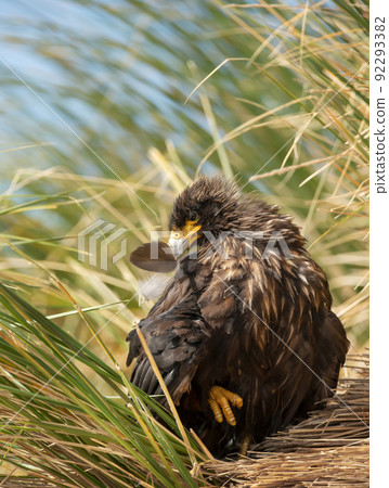 Close-up of juvenile Striated Caracara preening its feathers Close-up of juvenile Striated Caracara preening its feathers 92293382