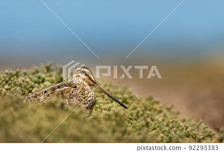 Close up of a south American snipe 92293383
