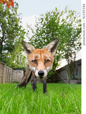 Close up of a red fox standing on green grass in a garden 92293384