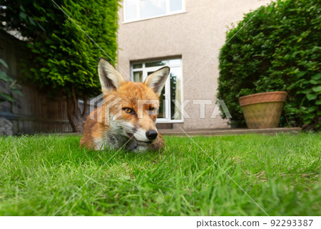 Red fox lying on green grass in the garden near a house Red fox lying on green grass in the garden near a house 92293387