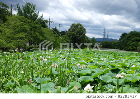 Sasayama Castle Ruins Minamihori Hass Early July 92293417