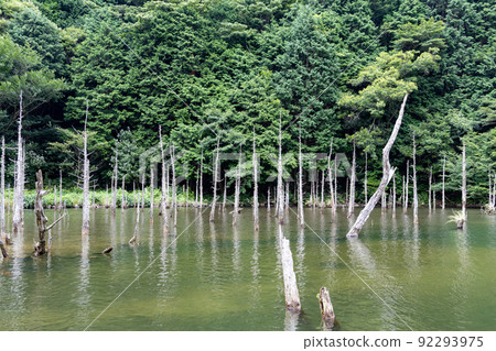 山口縣下關市豐田町一俁櫻公園青切錦鯉池 92293975