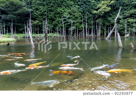 山口縣下關市豐田町一俁櫻公園青切錦鯉池 92293977