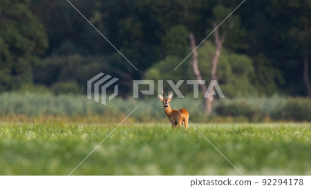 Roe deer looking back on floodplain with copy space 92294178